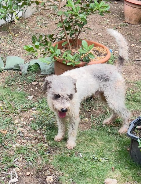 🐾 À L’ADOPTION – OXS, petit cœur frisé à la tendresse infinie ! 🐾