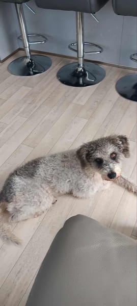 🐾 À L’ADOPTION – OXS, petit cœur frisé à la tendresse infinie ! 🐾