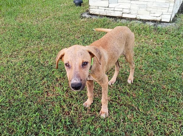 ATCHI, chiot Berger Créole mâle
