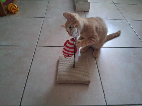 🐾 À L’ADOPTION – SIMBA, petit aventurier au pelage flamboyant ! 🐾