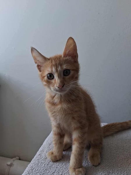 🐾 À L’ADOPTION – SIMBA, petit aventurier au pelage flamboyant ! 🐾