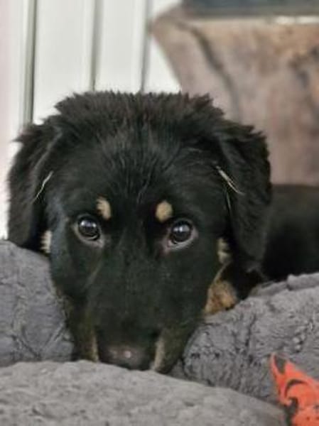 Romy, lieb, sozial, katzenverträglich