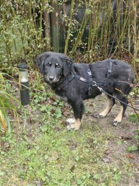 Romy, lieb, sozial, katzenverträglich