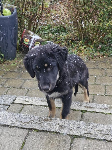 Romy, lieb, sozial, katzenverträglich