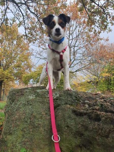 kleine Elsie, 36cm, kennt schon vieles