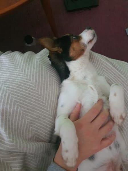 kleine Elsie, 36cm, kennt schon vieles