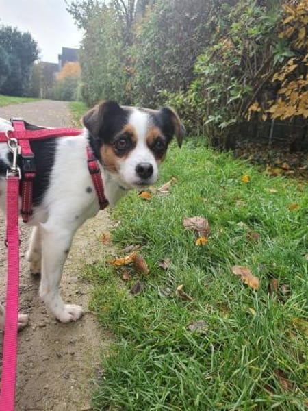 kleine Elsie, 36cm, kennt schon vieles