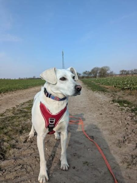 Twix, anhänglich und liebevoll