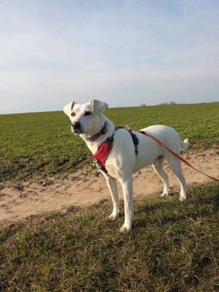 Twix, anhänglich und liebevoll