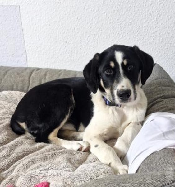 Avi, lieb, katzenfreundlich, sozial