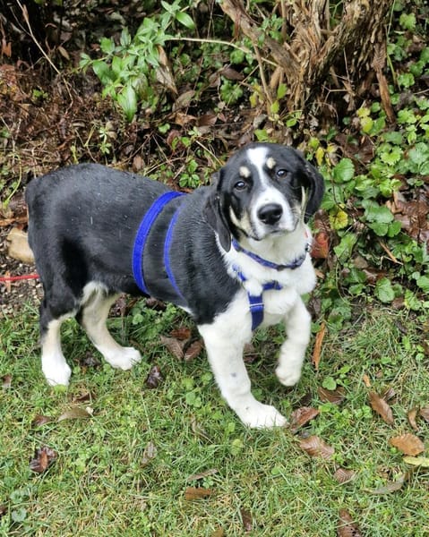 Avi, lieb, katzenfreundlich, sozial