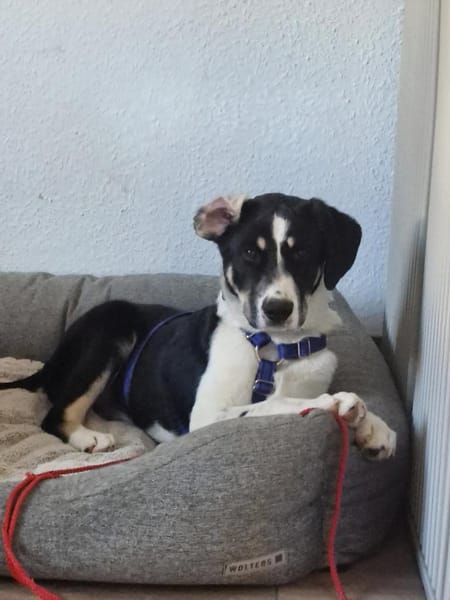 Avi, lieb, katzenfreundlich, sozial