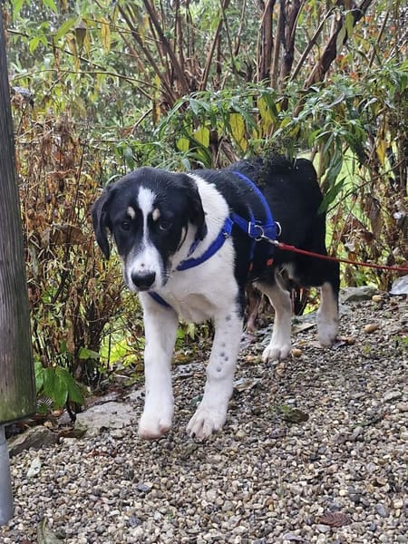 Avi, lieb, katzenfreundlich, sozial