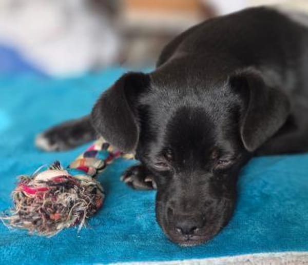 Móricz  Lebensfreude auf vier Pfoten su