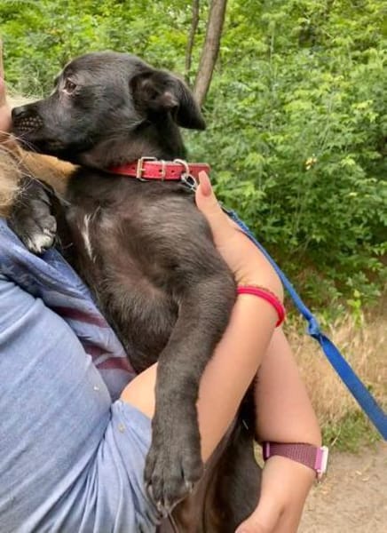 Móricz  Lebensfreude auf vier Pfoten su