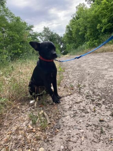 Móricz  Lebensfreude auf vier Pfoten su