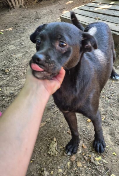 Móricz  Lebensfreude auf vier Pfoten su