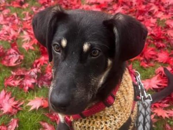 junger Bo, 50cm, 13kg sucht Familie