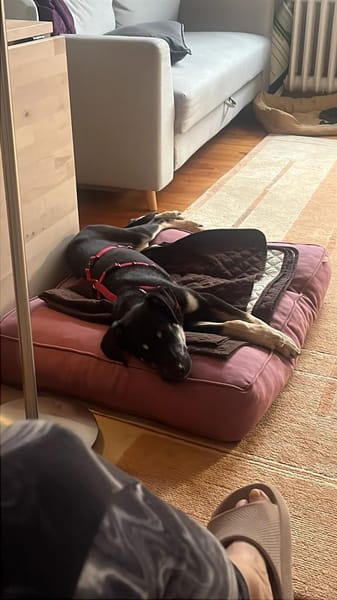 junger Bo, 50cm, 13kg sucht Familie