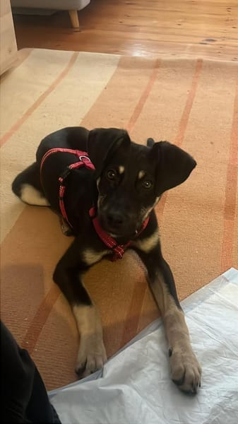 junger Bo, 50cm, 13kg sucht Familie