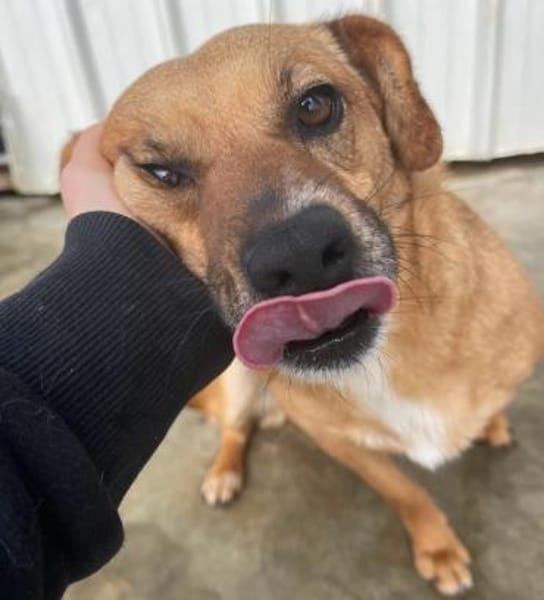 Elly - auf Pflegestelle in Hamburg