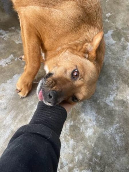 Elly - auf Pflegestelle in Hamburg