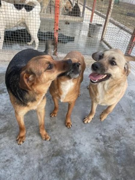 Elly - auf Pflegestelle in Hamburg