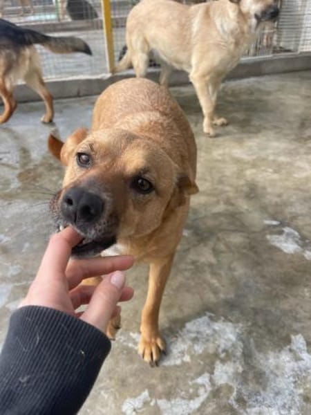 Elly - auf Pflegestelle in Hamburg