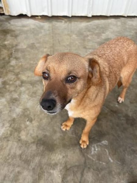 Elly - auf Pflegestelle in Hamburg