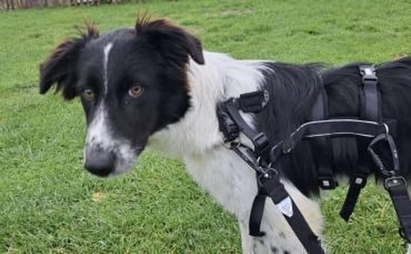 Feivel sucht seine Familie