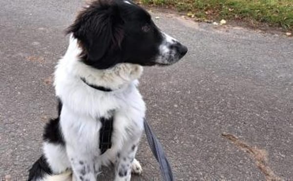 Feivel sucht seine Familie