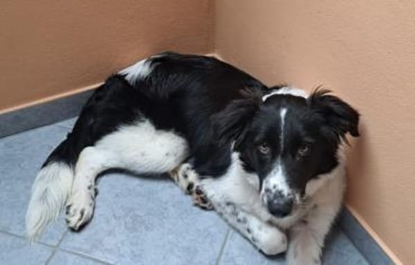 Feivel sucht seine Familie