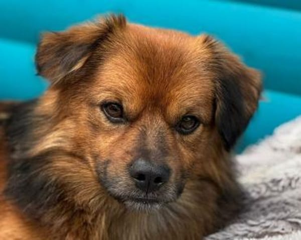 BARLEY-zuckersüßer Rüde, 33 cm