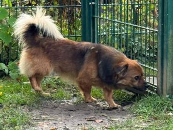 BARLEY-zuckersüßer Rüde, 33 cm