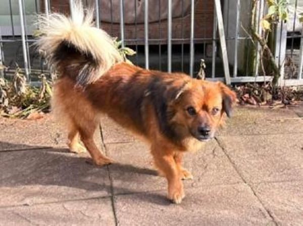 BARLEY-zuckersüßer Rüde, 33 cm