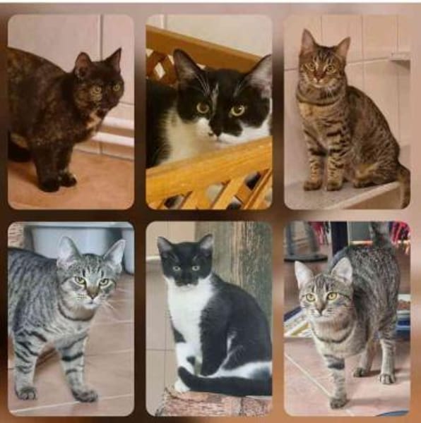 Jungkatzen suchen Zuhause