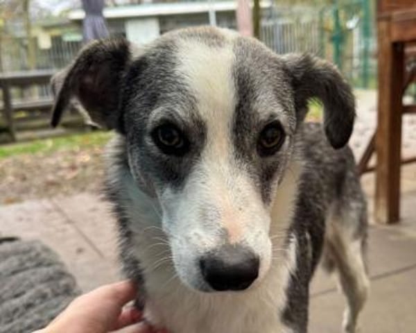 SILVER-liebenswerter Jung-Rüde, 50 cm