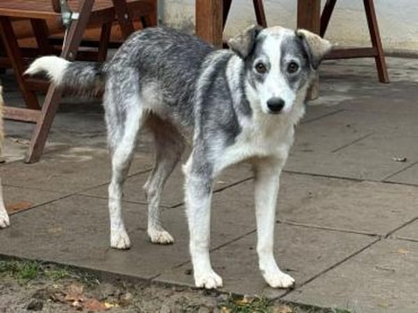 SILVER-liebenswerter Jung-Rüde, 50 cm