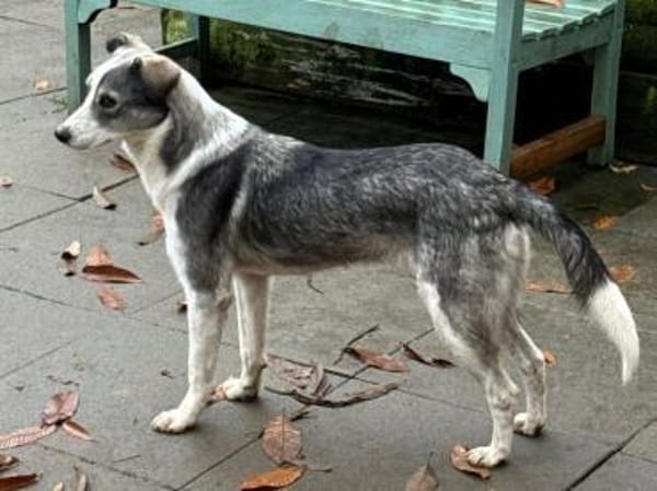 SILVER-liebenswerter Jung-Rüde, 50 cm