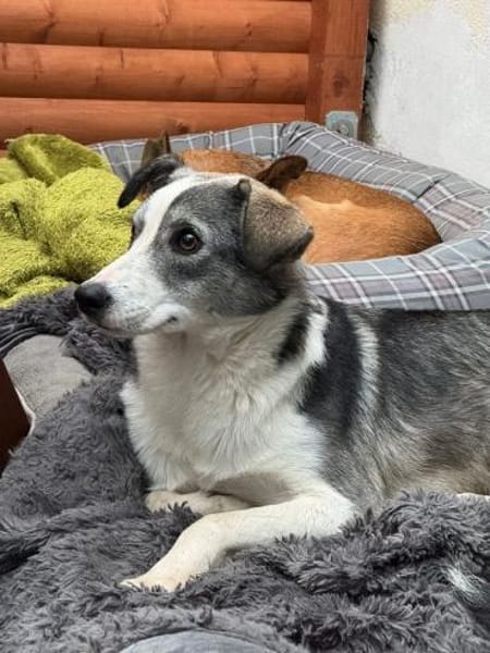 SILVER-liebenswerter Jung-Rüde, 50 cm