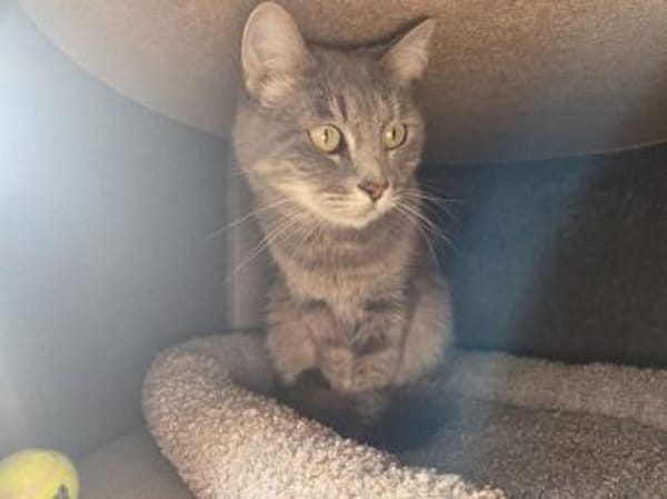 HAZY-wunderschöne, freundliche Katze