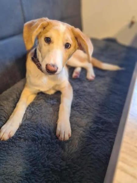 Lillifee - die Kämpferin