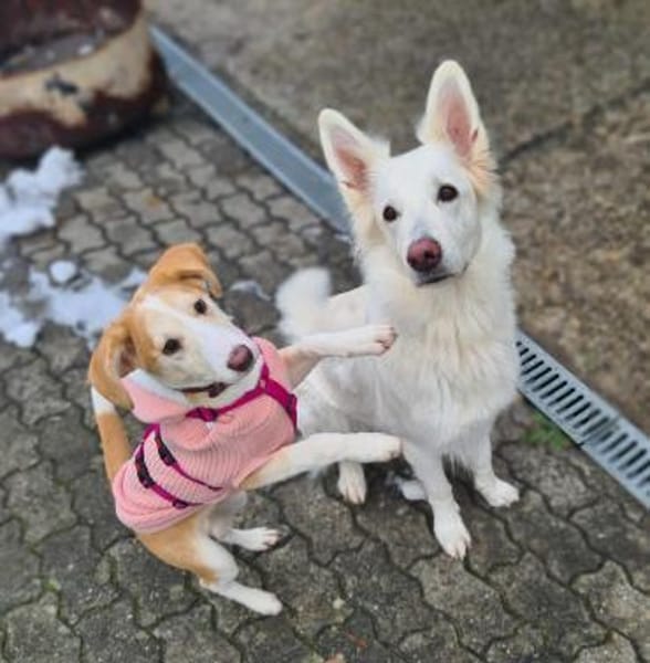 Lillifee - die Kämpferin