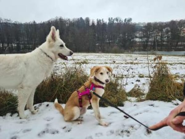 Lillifee - die Kämpferin