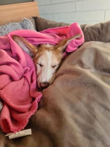 Lillifee - die Kämpferin