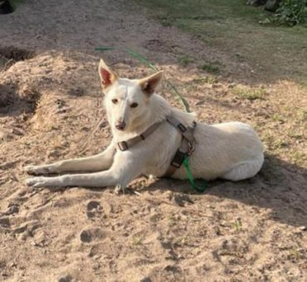 Fabelhafter Cosmo sucht SEIN zuhause