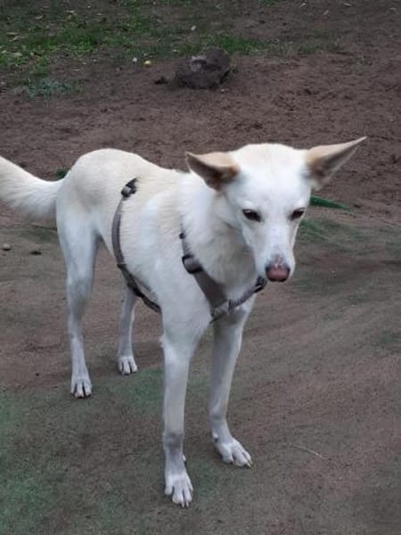 Fabelhafter Cosmo sucht SEIN zuhause