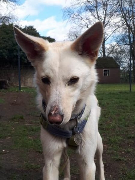 Fabelhafter Cosmo sucht SEIN zuhause