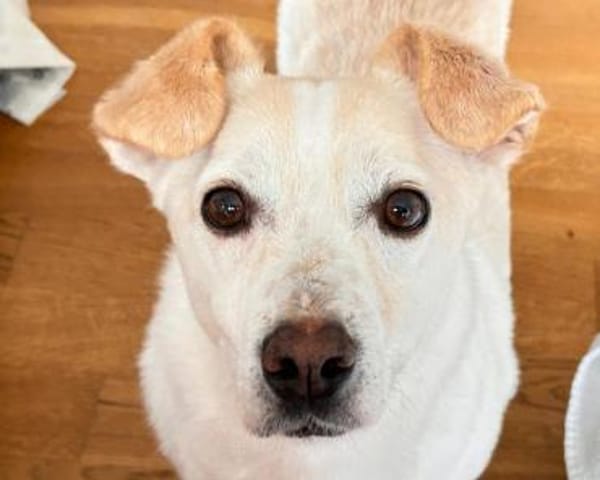 MAMBO-verschmuster Rüde, 33 cm