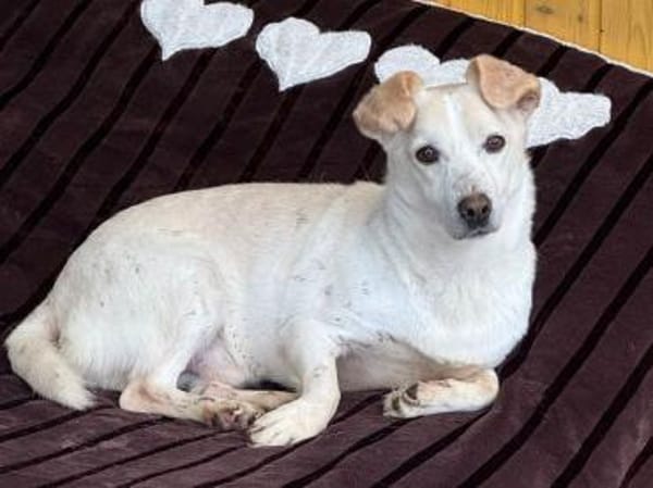 MAMBO-verschmuster Rüde, 33 cm